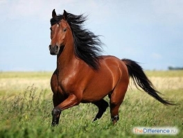 Чем отличается конь от лошади